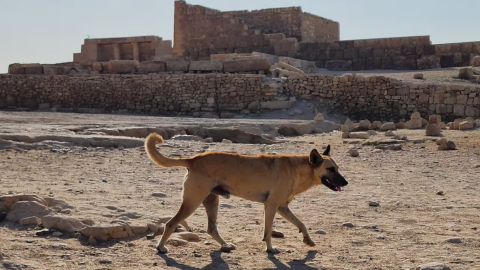 'Apollo', el perro que subió hasta la cima de una pirámide en Egipto, 23 de octubre de 2024.