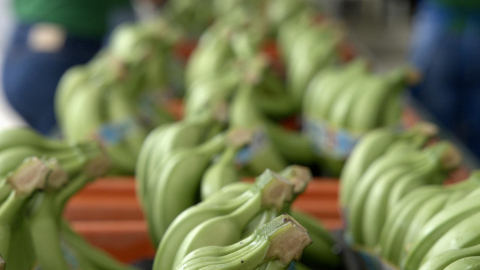 Fotografía tomada el 23 de octubre de un conjunto de bananos precintados para ser exportados desde la Hacienda Celia María, que produce banano orgánico en El Oro.