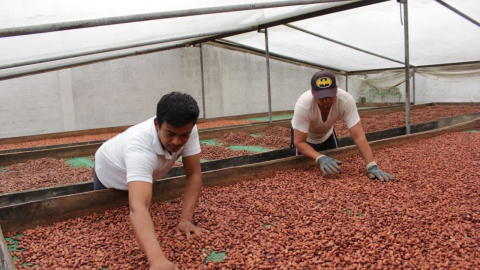 Capacitación del Instituto Nacional de Investigaciones Agropecuarias (Iniap) a productores de cacao, en 2024.