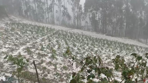 Cubierto de granizo quedó una parcela en la parroquia Chiquintad, en Cuenca, tras la lluvia e intenso granizo de este 27 de noviembre de 2024.