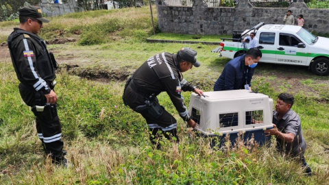 Personal de la Unidad de Bienestar Animal Quito encierra al perro que atacó a una anciana en Conocoto, el 20 de noviembre de 2024.