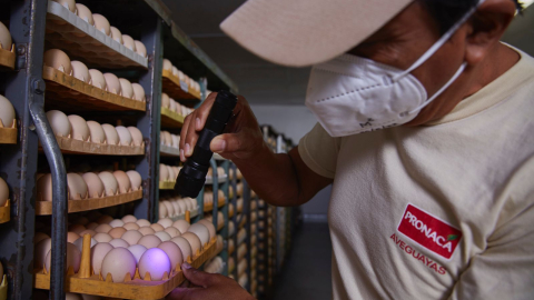 Imagen referencial de un trabajador de Pronaca en la línea de negocios de huevos.