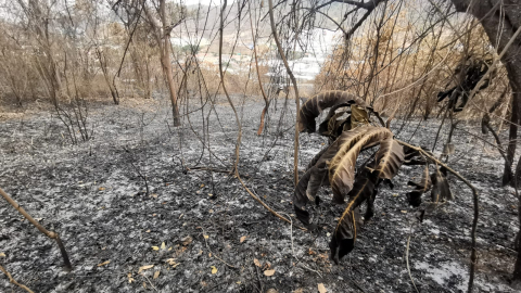 Vista de la devastación que generó incendio forestal en un remanente de bosque seco tropical de Cerro Azul, ubicado a un lado de la vía Perimetral, en el oeste de Guayaquil, este miércoles 4 de diciembre de 2024.