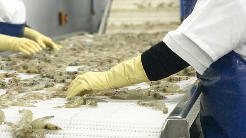 Trabajadores de una empresa camaronera de Ecuador procesan camarones en una planta de producción.