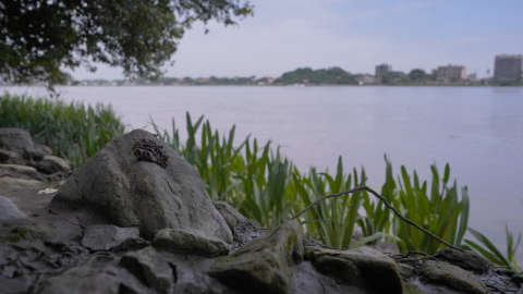 Una vista de la orilla del río Daule, en el norte de Guayaquil, cerca de donde se realizan las descargas de Lagunas de Oxidación Alborada–Sauces y del sitio de construcción de la nueva planta de tratamiento Los Merinos, el 17 de diciembre de 2024.