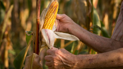 Agripac apuesta por una producción sostenible de maíz.