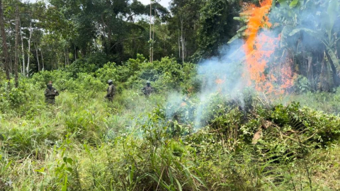 Personal de las Fuerzas Armadas ecuatorianas destruyó una plantación de coca con 10,000 plantas en Puerto Rodríguez, provincia de Sucumbíos, el 24 de abril de 2024.