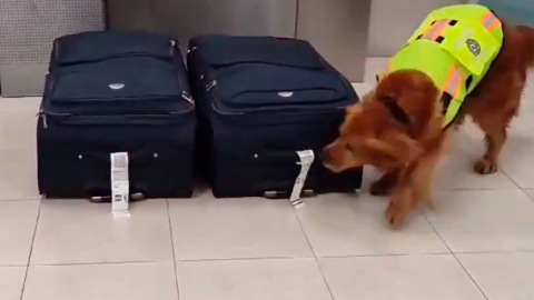 Can de la Policía Nacional durante inspección antidrogas en el Aeropuerto de Quito.