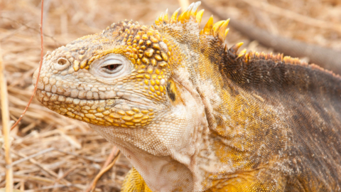 Una iguanas amarilla en Galápagos, 7 de octubre de 2024.