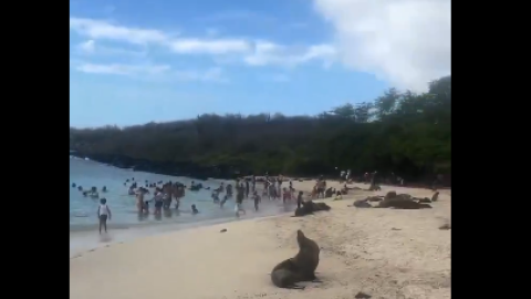 Aglomeración de personas en una playa ocupada por lobos marinos en Galápagos, el 1 de enero de 2024.