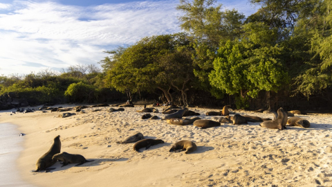 Imagen de Playa Mann, considerada hábitat de lobos marinos.