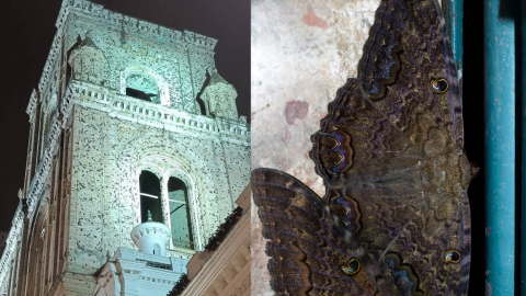 En la imagen izquierda, la Catedral de Cuenca llena de 'mashos'; en la derecha, una especie de las mariposas nocturnas que llenan el centro de la ciudad, en enero de 2025.