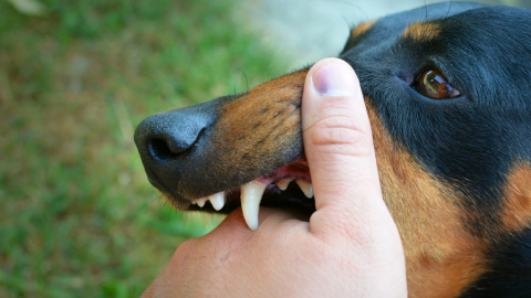 Imagen de referencia de un perro mordiendo una mano, 8 de enero de 2025.