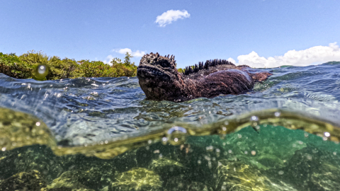 Una iguana marina es vista en Tortuga Bay en la isla Santa Cruz, Galápagos, 6 de marzo de 2024.