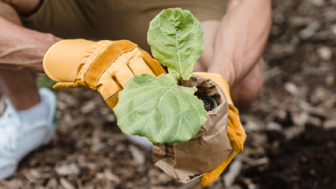 Imagen referencial de plantación.