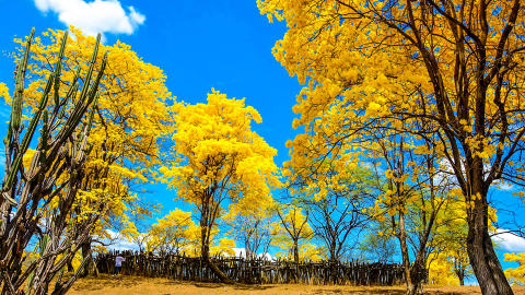 El florecimiento de los guayacanes en el cantón Zapotillo, en la provincia de Loja, deja espectaculares imágenes en este enero de 2025.