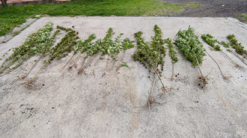 Plantas de cannabis retiradas de un vivero hallado en el Valle de los Chillos el 16 de enero de 2025.