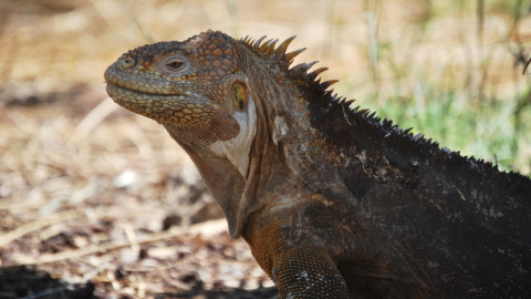 Foto referencial de una iguana amarilla (conolophus suscriptatus) en Puerto Villamil, en la isla Isabela, la más grande del archipiélago de las Galápagos.