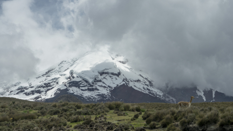 Una vicuña cerca del volcán Chimborazo, en una imagen tomada en 2019.