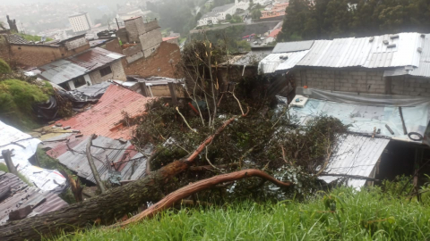 Árbol caído sobre viviendas en un punto del sur de Quito, en la tarde del 10 de abril de 2025.