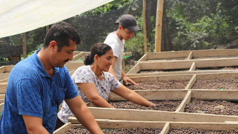 Proceso de secado del café en una finca de Ecuador. Foto archivo.