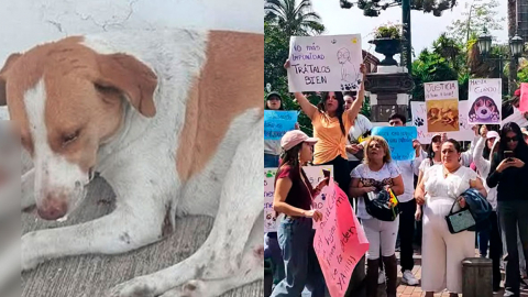 Imagen de perra Matilde, que murió tras ser violada en Ambato y de una plantón para exigir justicia por el hecho.