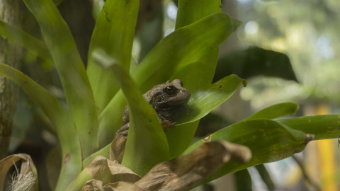 Una rana marsupial andina (Gastrotheca riobabmae), que habita las zonas verdes cercanas a Quito.