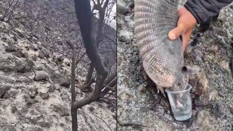 Un armadillo es hidratado por efectivos del Cuerpo de Bomberos de Quito después de fuertes incendios forestales en Tanlahua y Pululahua, en un video publicado el 25 de agosto de 2026.