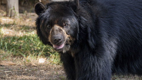 Fotografía referencial de un oso de anteojos en el Parque Refugio de Animales Silvestres Wiwa Quito.