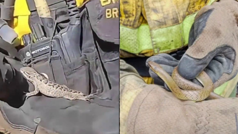 Reptiles contenidos por efectivos del Cuerpo de Bomberos de Quito luego de un incendio forestal en Calacalí, en un video publicado el 25 de agosto de 2026.