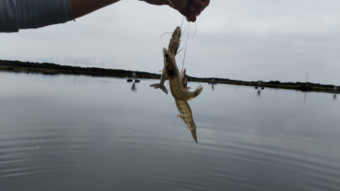 Imagen referencial de una finca camaronera en una zona de la Costa, Ecuador, 24 de septiembre de 2026.