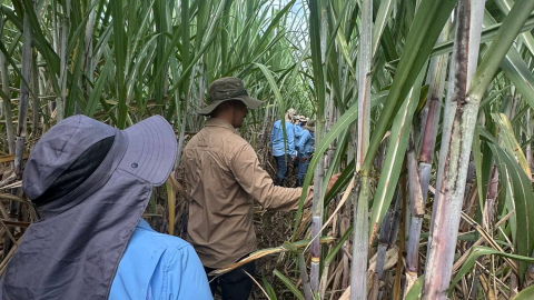 Imagen referencial de una plantación de Agroazucar.