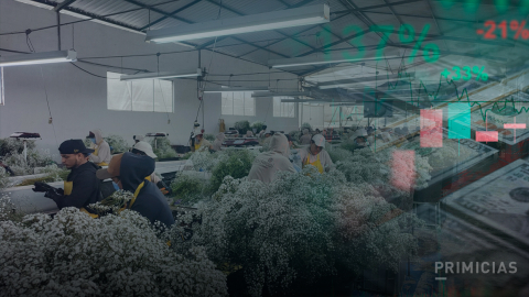 Composición que muestra a los trabajadores de una florícola de la provincia de Imbabura durante su producción diaria, en octubre de 2026.