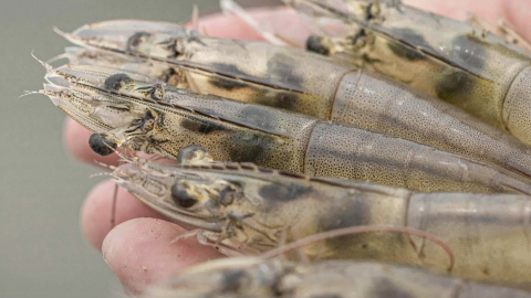 Foto referencia cosecha de camarones, tomada de Sustainable Shrimp Partnership en Facebook.
