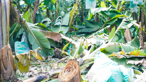 Plantaciones de plátano destruidas por las lluvias.