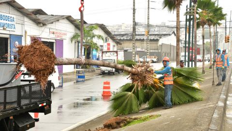 Trabajadores municipales retiran una palmera con ayuda de maquinaria pesada en una avenida de Guayaquil, como parte del proceso de sustitución progresiva por árboles nativos.