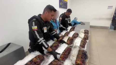 Cangrejos rojos decomisados en el aeropuerto Mariscal Sucre de Quito, en una imagen difundida por la Policía Nacional el 24 de octubre de 2026. Foto: Policía Nacional.