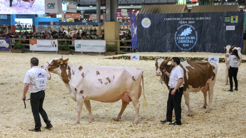 Varios ejemplares de ganado vacuno en una feria realizada en Francia, país donde se detectó el primer caso del virus Shamonda en humanos. Imagen del 24 de febrero de 2025.