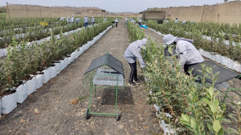 Foto referencial . Cultivo de arándanos en la provincia de Loja.