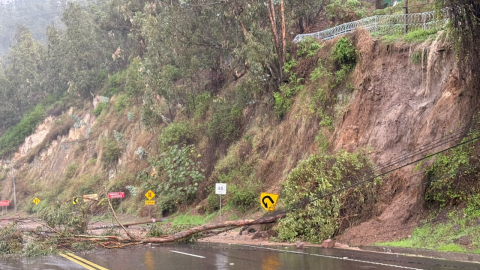 Árboles caídos producto de las fuertes lluvias en Quito, el 26 de octubre de 2026.