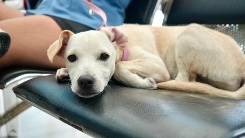 Un perro descansa sobre una camilla. Las lluvias y la humedad pueden favorecer problemas de salud en los animales de compañía.
