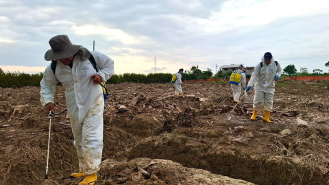 Personal de Agrocalidad ejecuta la aplicación de Trichoderma como agente de control biológico en una plantación afectada por el hongo Fusarium en el sector El Quemado, cantón Santa Rosa (El Oro).