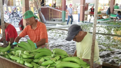 La Asociación de Comercialización y Exportación de Banano informó que entre enero y septiembre hubo un incremento en el envío de la fruta al exterior.