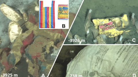 La funda de colores observada en la fosa oceánica es una bolsa comercial típica utilizada en Ecuador y Perú (A y B). Algunos residuos plásticos presentaban inscripciones que permiten conocer su origen (C y D).