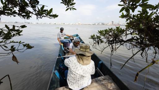 Manglar