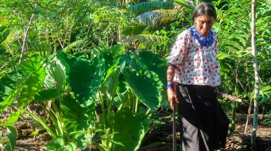 Mujer caminando por una chacra (huerta, en quechua) en Sharamentsa, Amazonía de Ecuador.