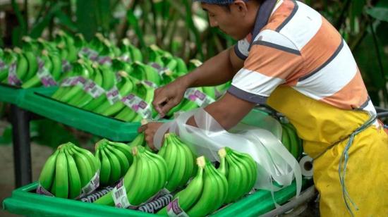 Imagen referencial. Un productor en una finca de banano de Ecuador.