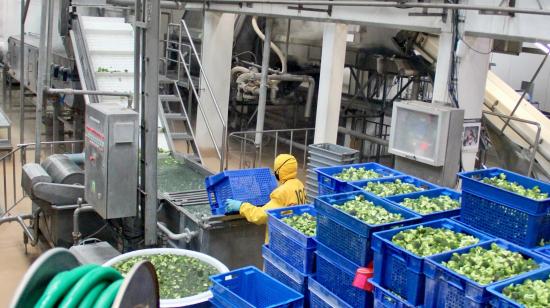 Un trabajador en la planta procesadora de alimentos de la empresa Provefrut, el 22 de agosto de 2024.