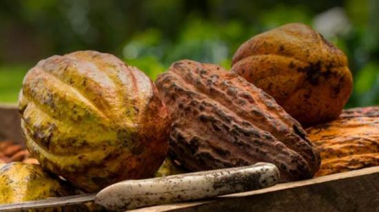 Foto referencial de producción de cacao en Ecuador, tomada de la página web de Anecacao el 29 de abril de 2025.