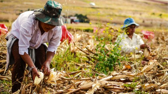 Manabí perdió el 75% de sus empresas agrícolas en una década, reflejo del abandono rural.